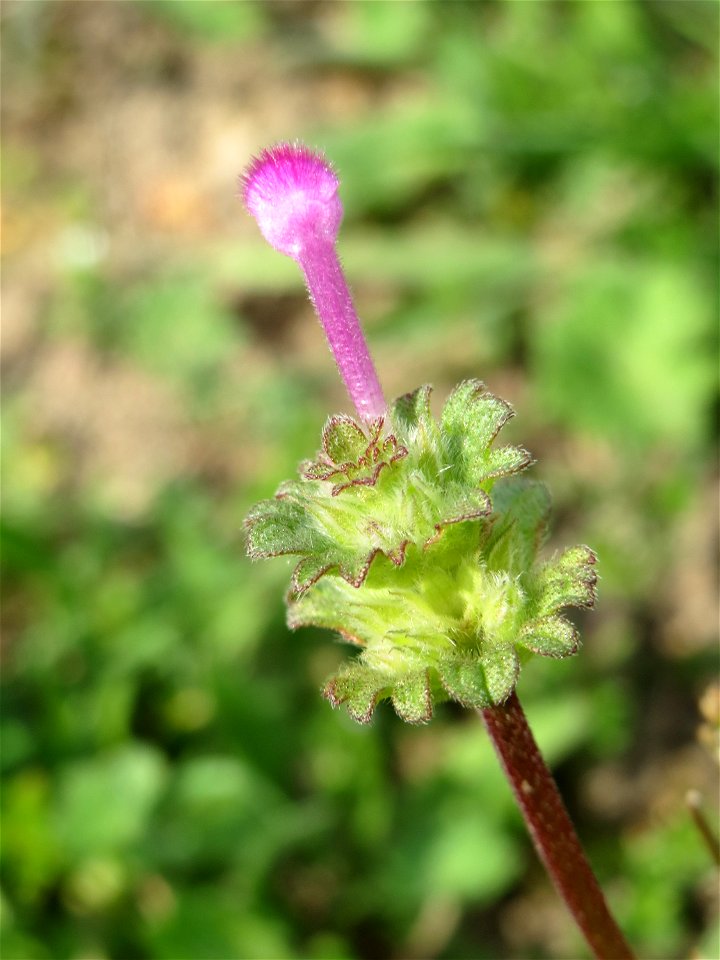 Stängelumfassende Taubnessel (Lamium amplexicaule) auf einer Streuobstwiese in Hockenheim