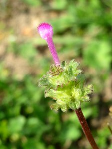 Stängelumfassende Taubnessel (Lamium amplexicaule) auf einer Streuobstwiese in Hockenheim