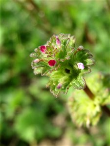 Stängelumfassende Taubnessel (Lamium amplexicaule) auf einer Streuobstwiese in Hockenheim