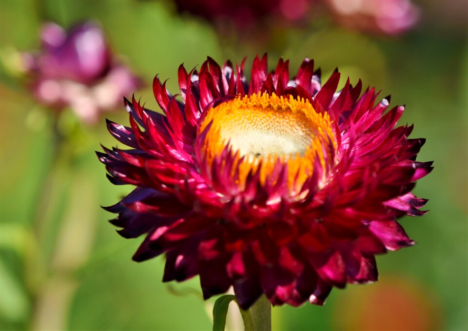 Bloom bloom petals