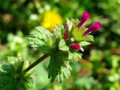 Stängelumfassende Taubnessel (Lamium amplexicaule) auf einem Grünstreifen zwischen Eisenbahnstraße und Am Damm in Hockenheim
