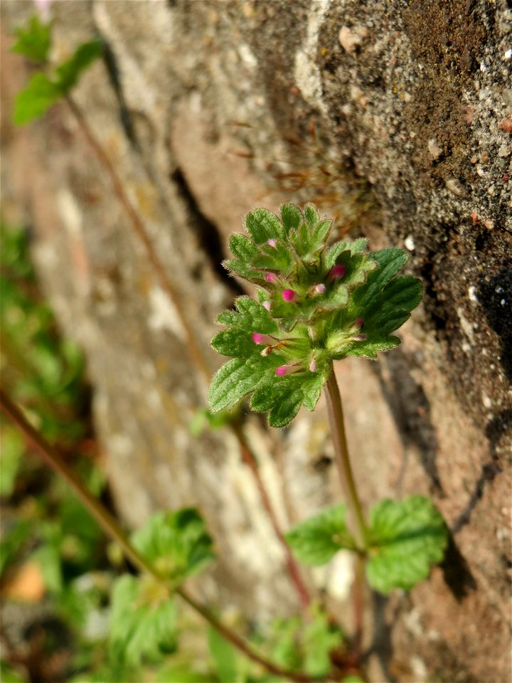 Ritzenbotanik: Stängelumfassende Taubnessel (Lamium amplexicaule) an der Friedhofsmauer in Hockenheim
