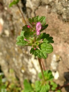 Ritzenbotanik: Stängelumfassende Taubnessel (Lamium amplexicaule) an der Friedhofsmauer in Hockenheim