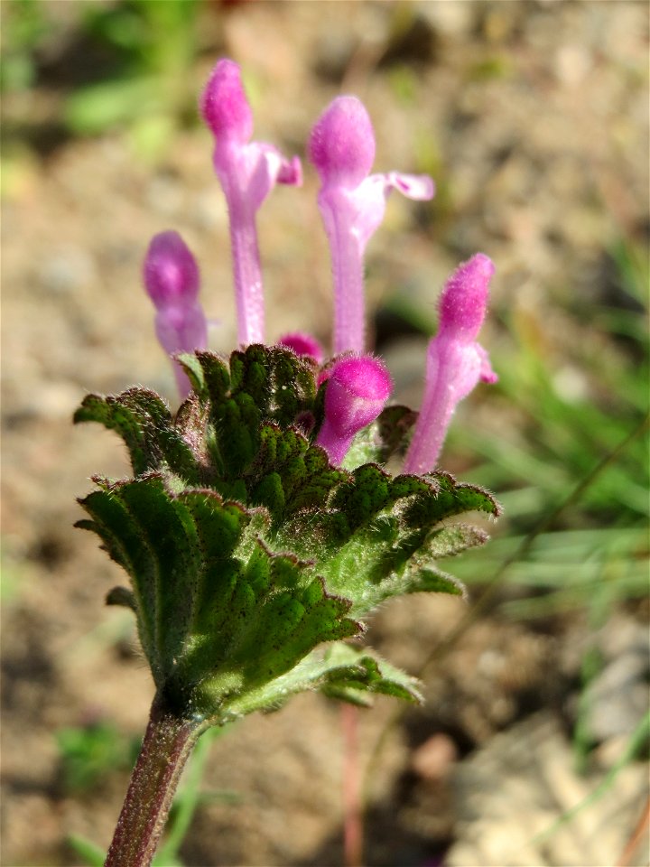 Stängelumfassende Taubnessel (Lamium amplexicaule) an einer ehem. Sandgrube in Hockenheim-Talhaus