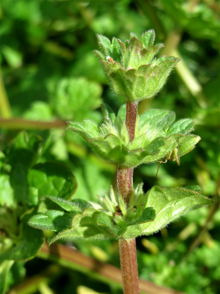 Stängelumfassende Taubnessel (Lamium amplexicaule) auf einer Wiese zum Schutz der Haubenlerche am Stadtrand von Hockenheim
