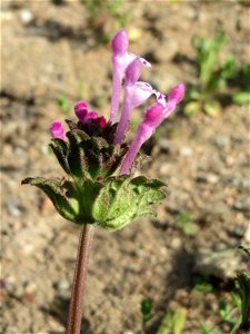 Stängelumfassende Taubnessel (Lamium amplexicaule) an einer ehem. Sandgrube in Hockenheim-Talhaus