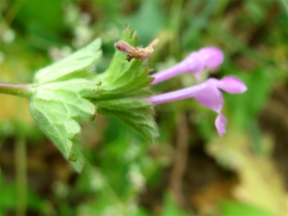 Stängelumfassende Taubnessel (Lamium amplexicaule) auf einer Brachfläche zum Schutz der Haubenlerche beim Dänischen Lager bei Hockenheim