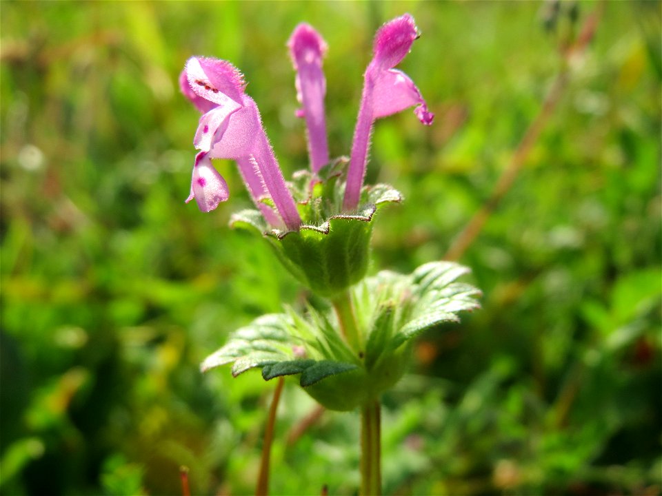 Stängelumfassende Taubnessel (Lamium amplexicaule) am Hochwasserrückhaltebecken im Naturschutzgebiet „Bachwiesen/Leopoldswiesen“ im Hockenheimer Rheinbogen