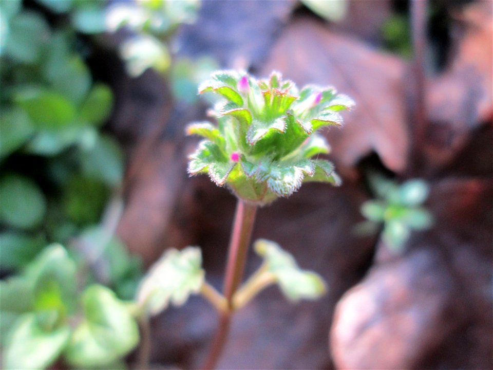 Stängelumfassende Taubnessel (Lamium amplexicaule) auf einer Wiese neben einer Tankstelle in Hockenheim