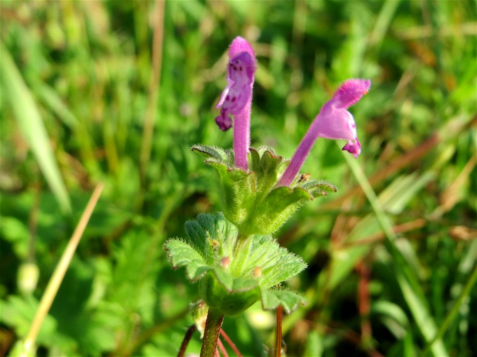 Stängelumfassende Taubnessel (Lamium amplexicaule) am Hochwasserrückhaltebecken im Naturschutzgebiet „Bachwiesen/Leopoldswiesen“ im Hockenheimer Rheinbogen