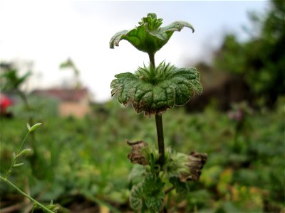 Stängelumfassende Taubnessel (Lamium amplexicaule) in Hockenheim