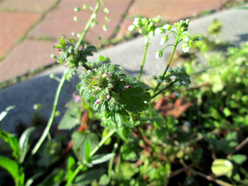 Stängelumfassende Taubnessel (Lamium amplexicaule) nebst Hirtentäschel am Straßenrand in Hockenheim