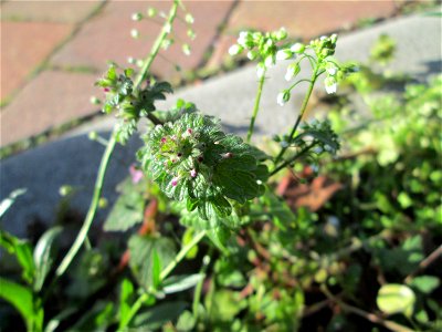 Stängelumfassende Taubnessel (Lamium amplexicaule) nebst Hirtentäschel am Straßenrand in Hockenheim