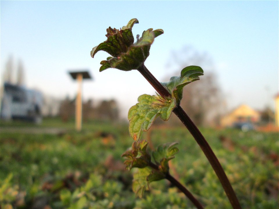 Stängelumfassende Taubnessel (Lamium amplexicaule) auf einem vom Nabu als Insektenweide vorbereiteten Grünstreifen in Hockenheim