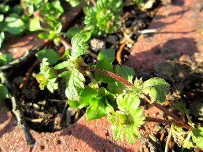 Ritzenbotanik: Stängelumfassende Taubnessel (Lamium amplexicaule) auf Pflasterstein in Hockenheim