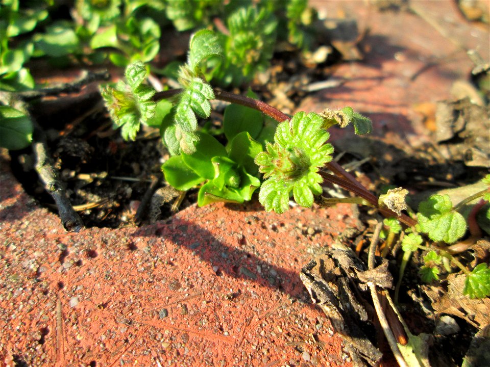 Ritzenbotanik: Stängelumfassende Taubnessel (Lamium amplexicaule) auf Pflasterstein in Hockenheim