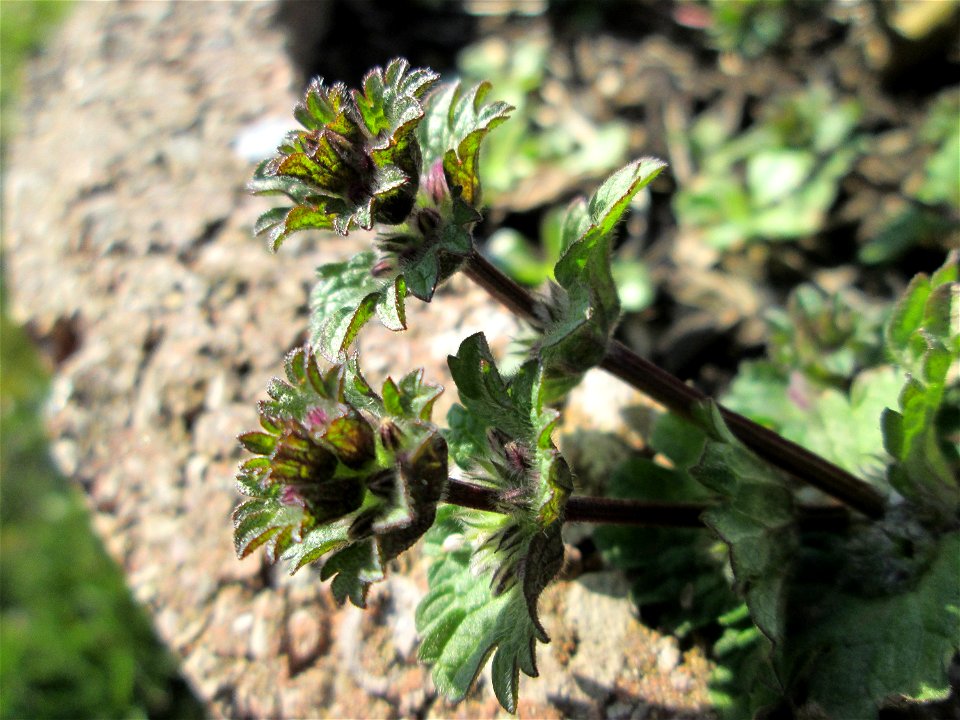 Stängelumfassende Taubnessel (Lamium amplexicaule) an der Neuen Bremm in Alt-Saarbrücken