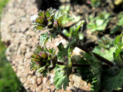 Stängelumfassende Taubnessel (Lamium amplexicaule) an der Neuen Bremm in Alt-Saarbrücken