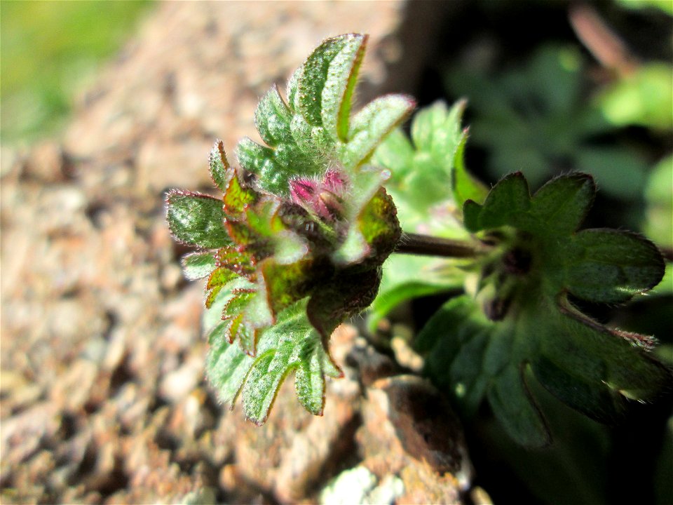 Stängelumfassende Taubnessel (Lamium amplexicaule) an der Neuen Bremm in Alt-Saarbrücken