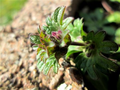 Stängelumfassende Taubnessel (Lamium amplexicaule) an der Neuen Bremm in Alt-Saarbrücken