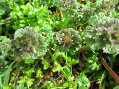 Stängelumfassende Taubnessel (Lamium amplexicaule) in Hockenheim-Talhaus