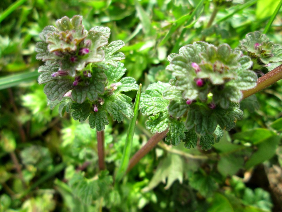 Stängelumfassende Taubnessel (Lamium amplexicaule) in Hockenheim-Talhaus