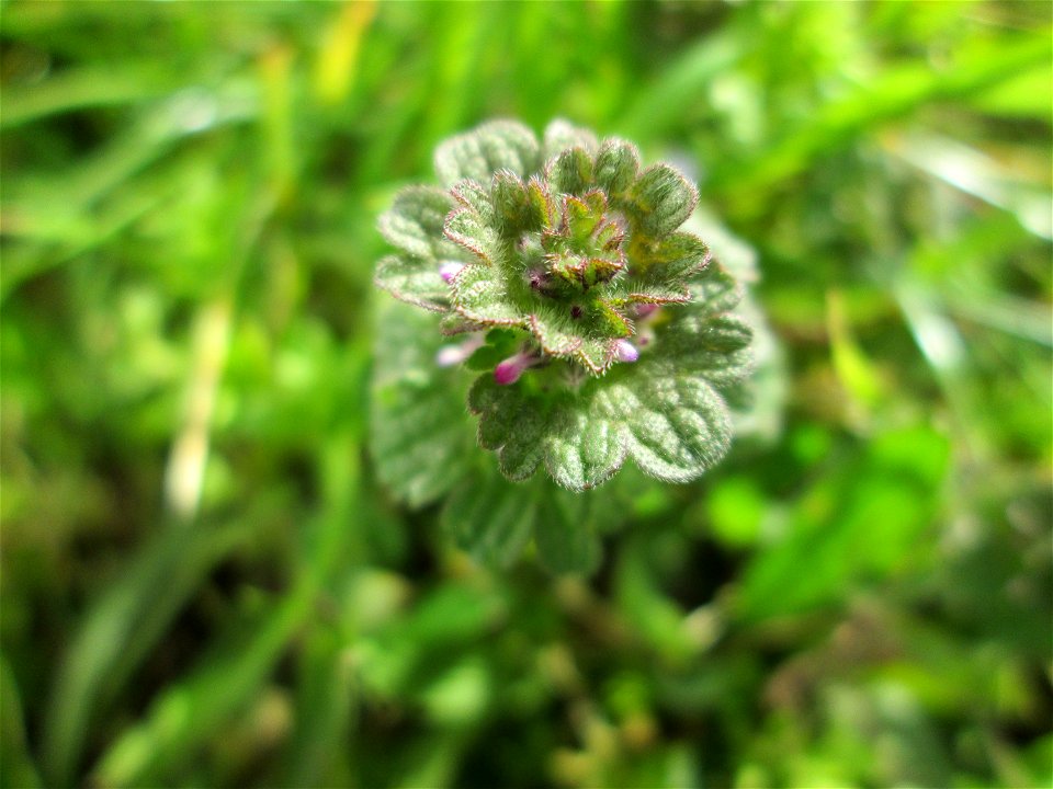 Stängelumfassende Taubnessel (Lamium amplexicaule) in Hockenheim-Talhaus