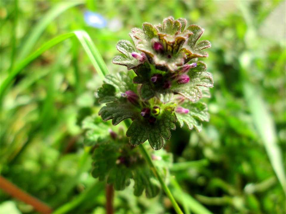 Stängelumfassende Taubnessel (Lamium amplexicaule) in Hockenheim-Talhaus