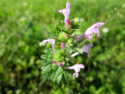 Stängelumfassende Taubnessel (Lamium amplexicaule) im Gartenschaupark Hockenheim