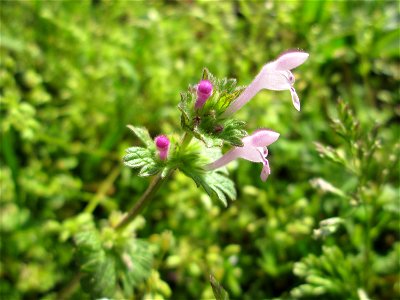 Stängelumfassende Taubnessel (Lamium amplexicaule) im Gartenschaupark Hockenheim