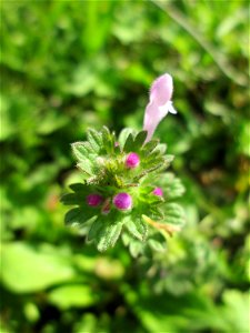 Stängelumfassende Taubnessel (Lamium amplexicaule) im Gartenschaupark Hockenheim