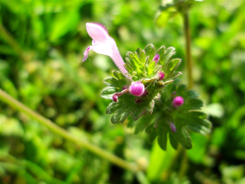 Stängelumfassende Taubnessel (Lamium amplexicaule) im Gartenschaupark Hockenheim