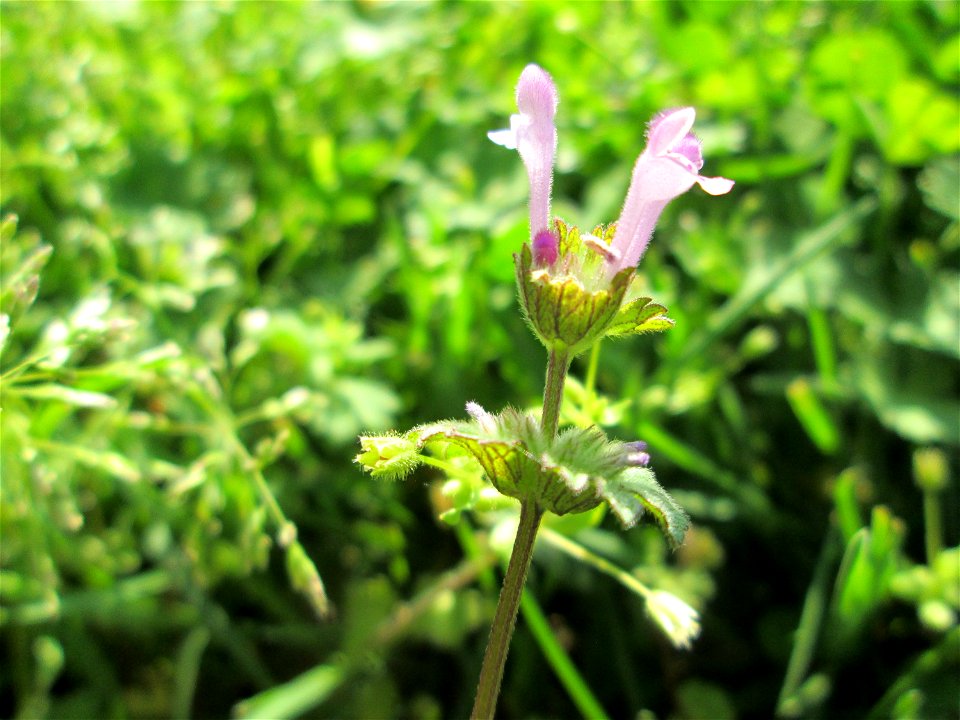 Stängelumfassende Taubnessel (Lamium amplexicaule) im Gartenschaupark Hockenheim