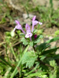 Stängelumfassende Taubnessel (Lamium amplexicaule) bei Reilingen