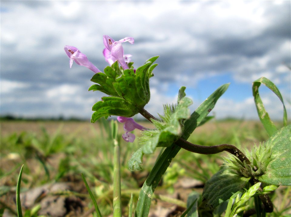 Stängelumfassende Taubnessel (Lamium amplexicaule) bei Reilingen