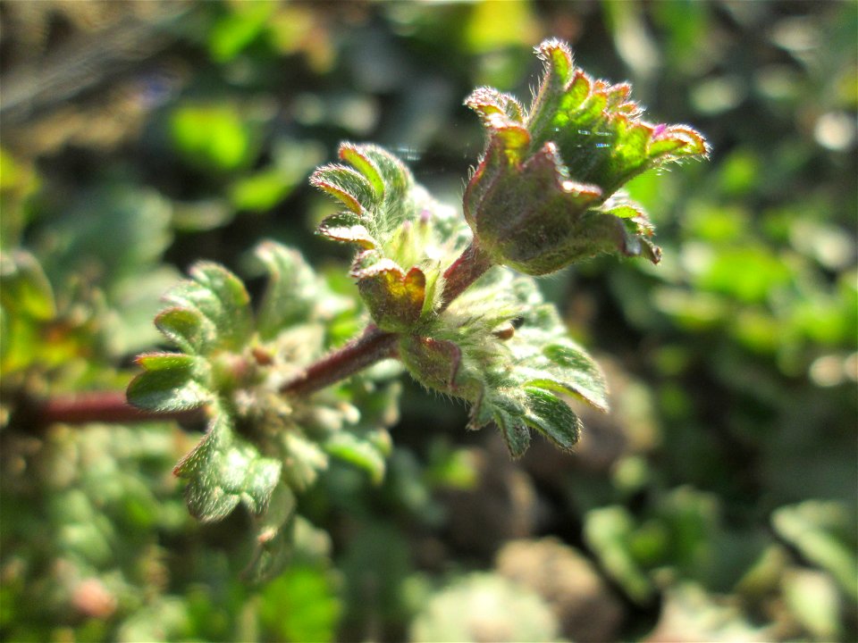 Stängelumfassende Taubnessel (Lamium amplexicaule) auf einem Acker bei Reilingen