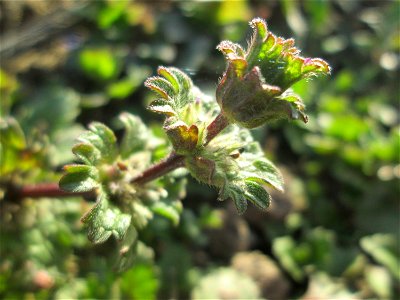 Stängelumfassende Taubnessel (Lamium amplexicaule) auf einem Acker bei Reilingen