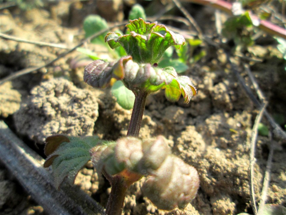 Stängelumfassende Taubnessel (Lamium amplexicaule) auf einem Acker bei Reilingen
