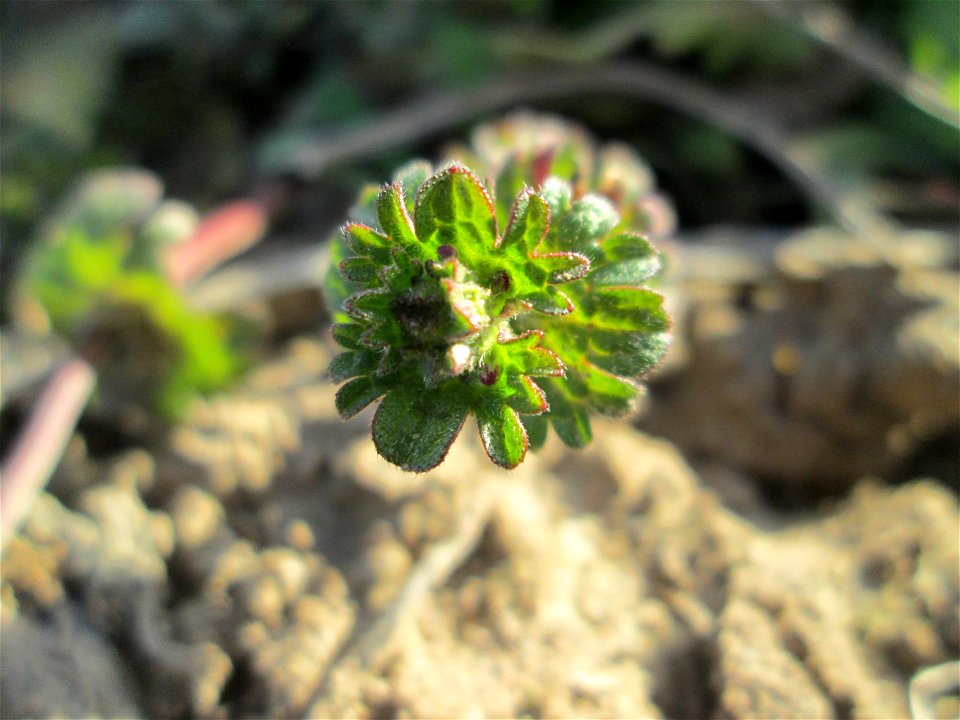 Stängelumfassende Taubnessel (Lamium amplexicaule) auf einem Acker bei Reilingen
