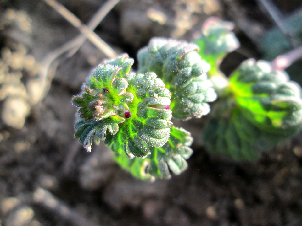 Stängelumfassende Taubnessel (Lamium amplexicaule) auf einem Acker bei Reilingen