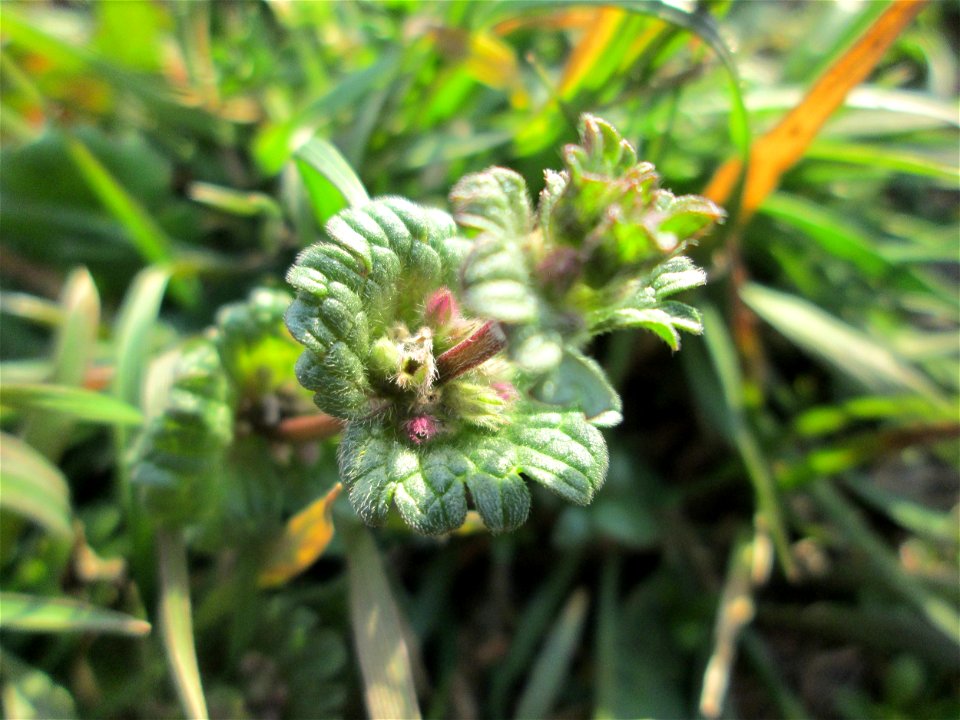 Stängelumfassende Taubnessel (Lamium amplexicaule) bei Hockenheim