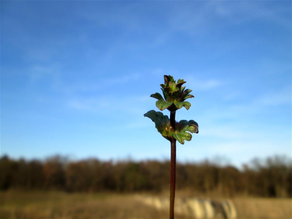 Stängelumfassende Taubnessel (Lamium amplexicaule) bei Hockenheim