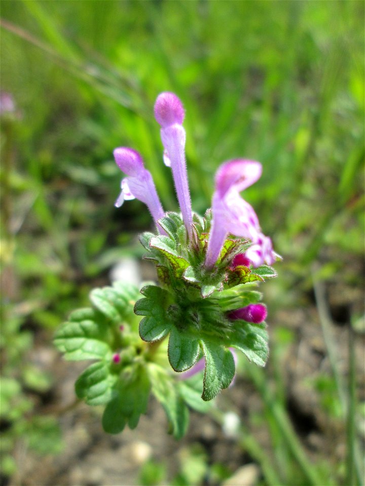 Stängelumfassende Taubnessel (Lamium amplexicaule) in den Horststückern im Landschaftsschutzgebiet „Hockenheimer Rheinbogen“