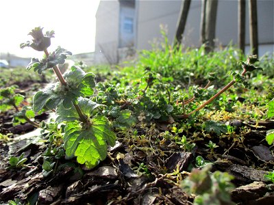 Stängelumfassende Taubnessel (Lamium amplexicaule) in Brebach