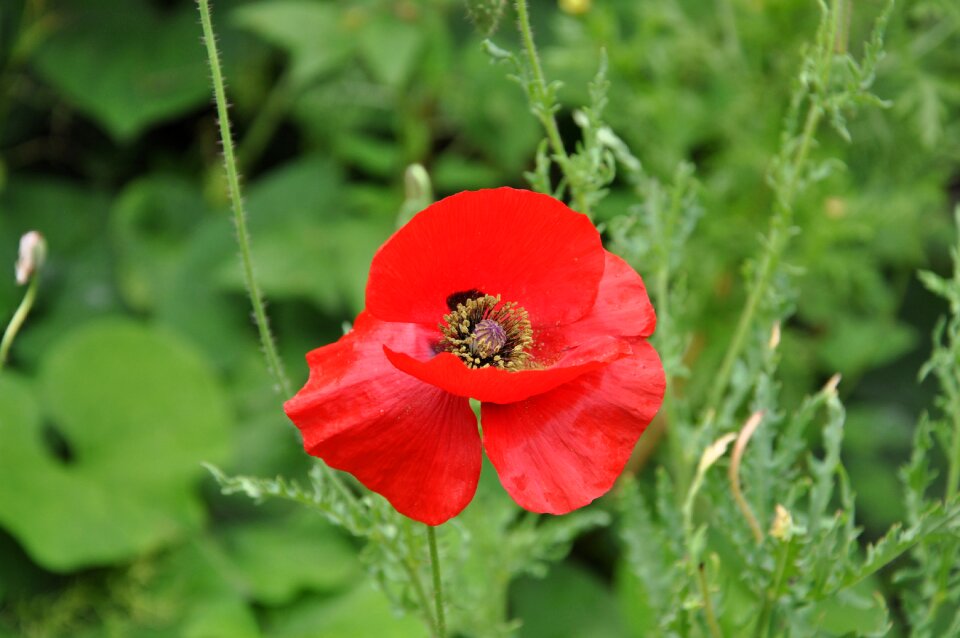 Poppy summer country