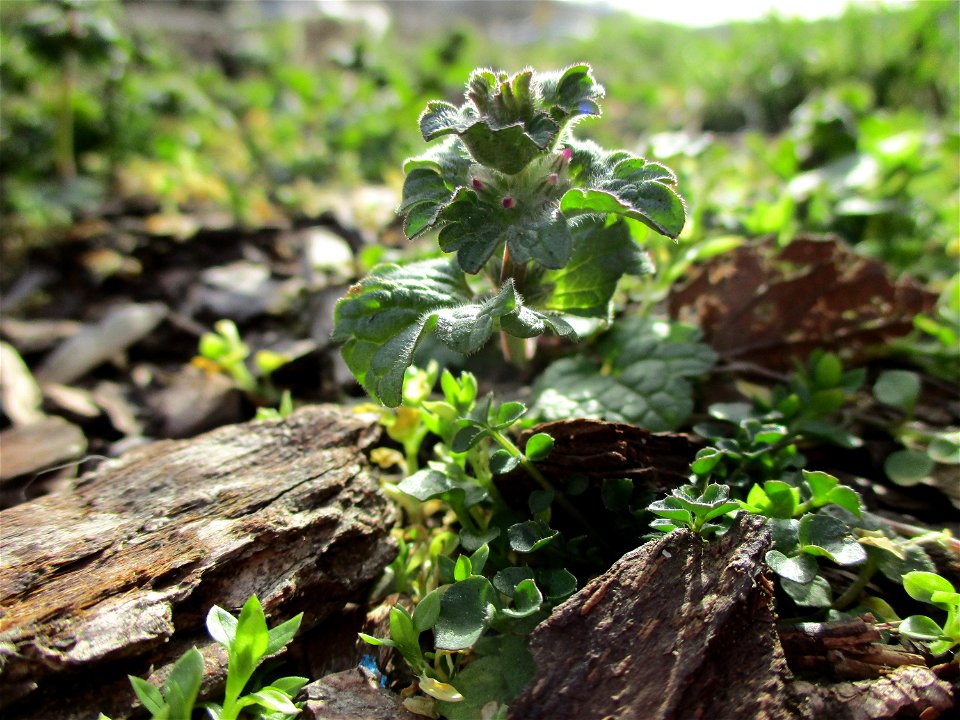 Stängelumfassende Taubnessel (Lamium amplexicaule) in Brebach