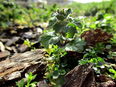 Stängelumfassende Taubnessel (Lamium amplexicaule) in Brebach