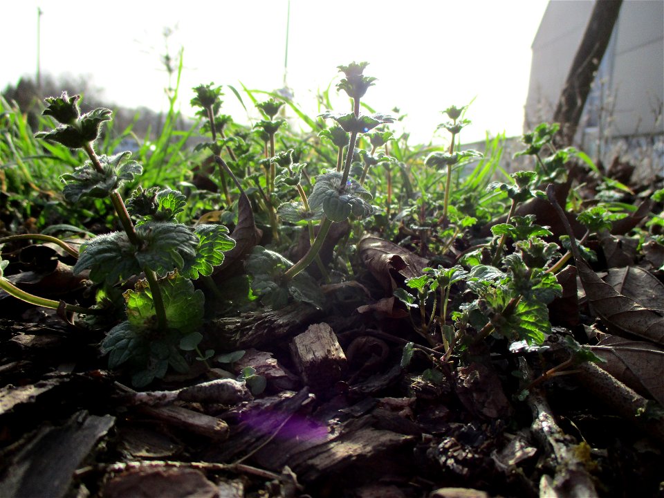 Stängelumfassende Taubnessel (Lamium amplexicaule) in Brebach