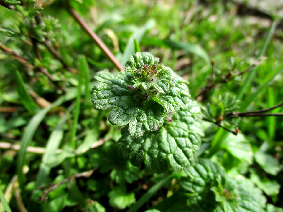 Stängelumfassende Taubnessel (Lamium amplexicaule) in Brebach