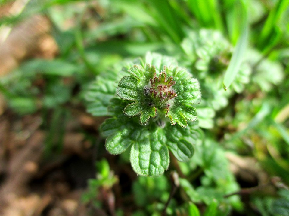 Stängelumfassende Taubnessel (Lamium amplexicaule) in Brebach